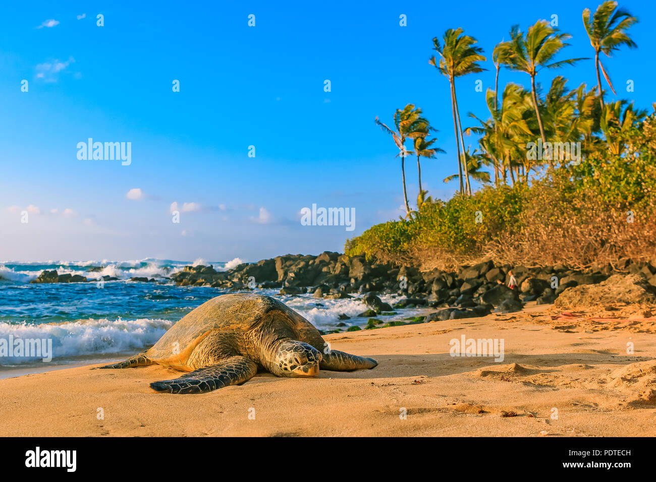 Endangered Hawaiian Green Sea Turtle resting on the sandy beach at