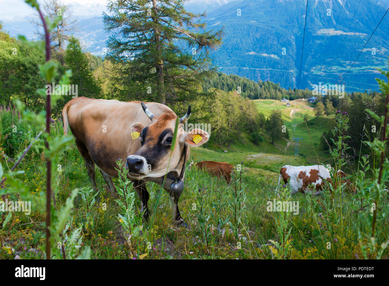 Brown Swiss milk cow grazing on the Alps Stock Photo