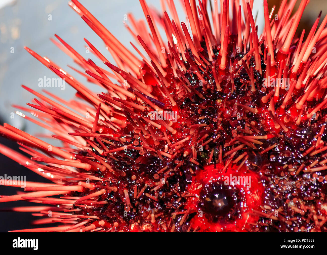 Close up of sea urchins on sale on a boat at the fishing harbor in Half Moon Bay California