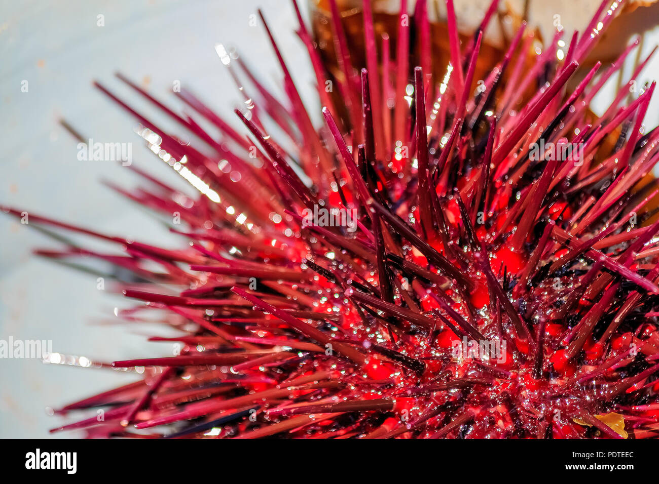 Close up of sea urchins on sale on a boat at the fishing harbor in Half Moon Bay California