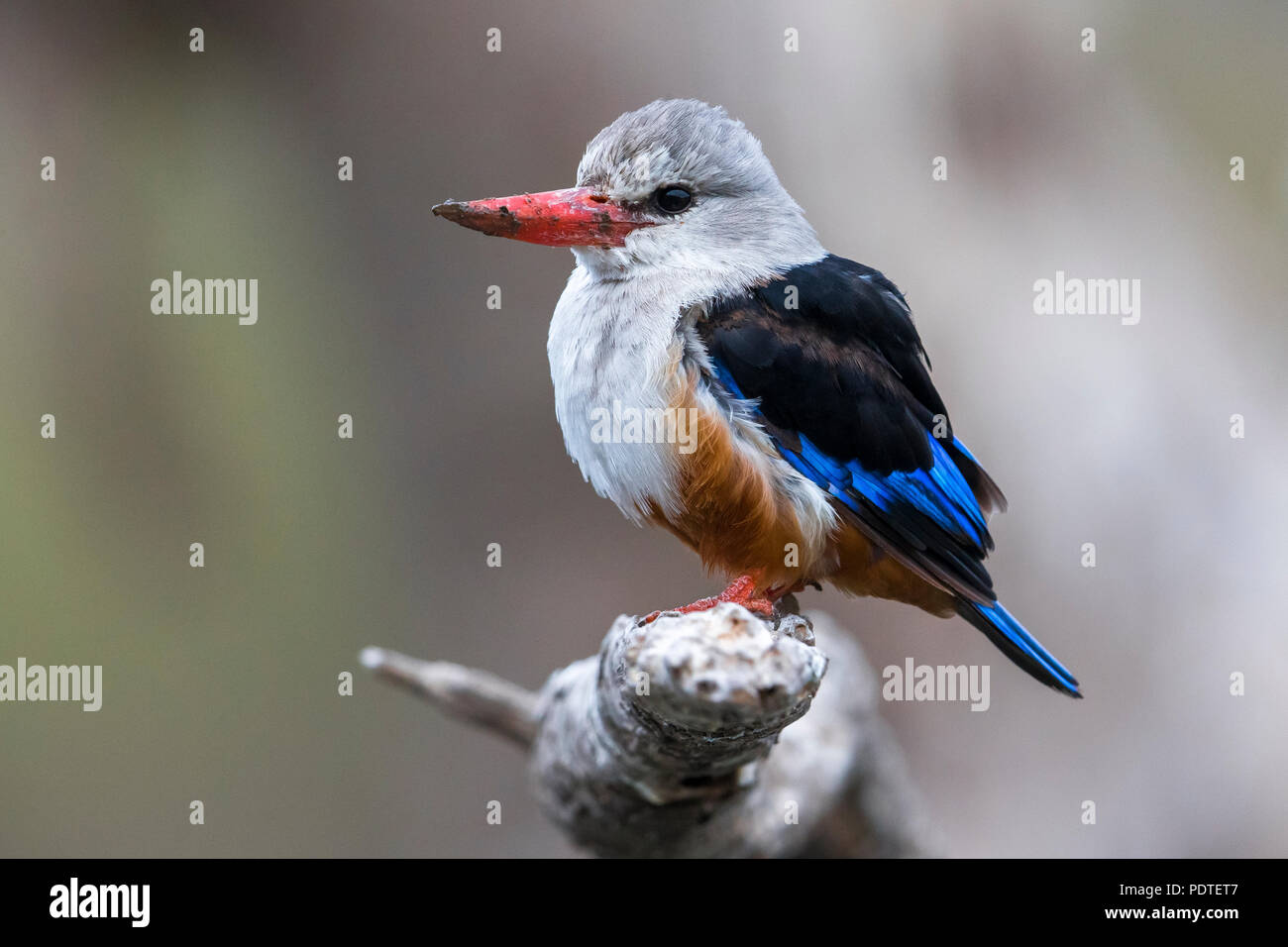 Grey-headed Kingfisher; Halcyon leucocephala Stock Photo