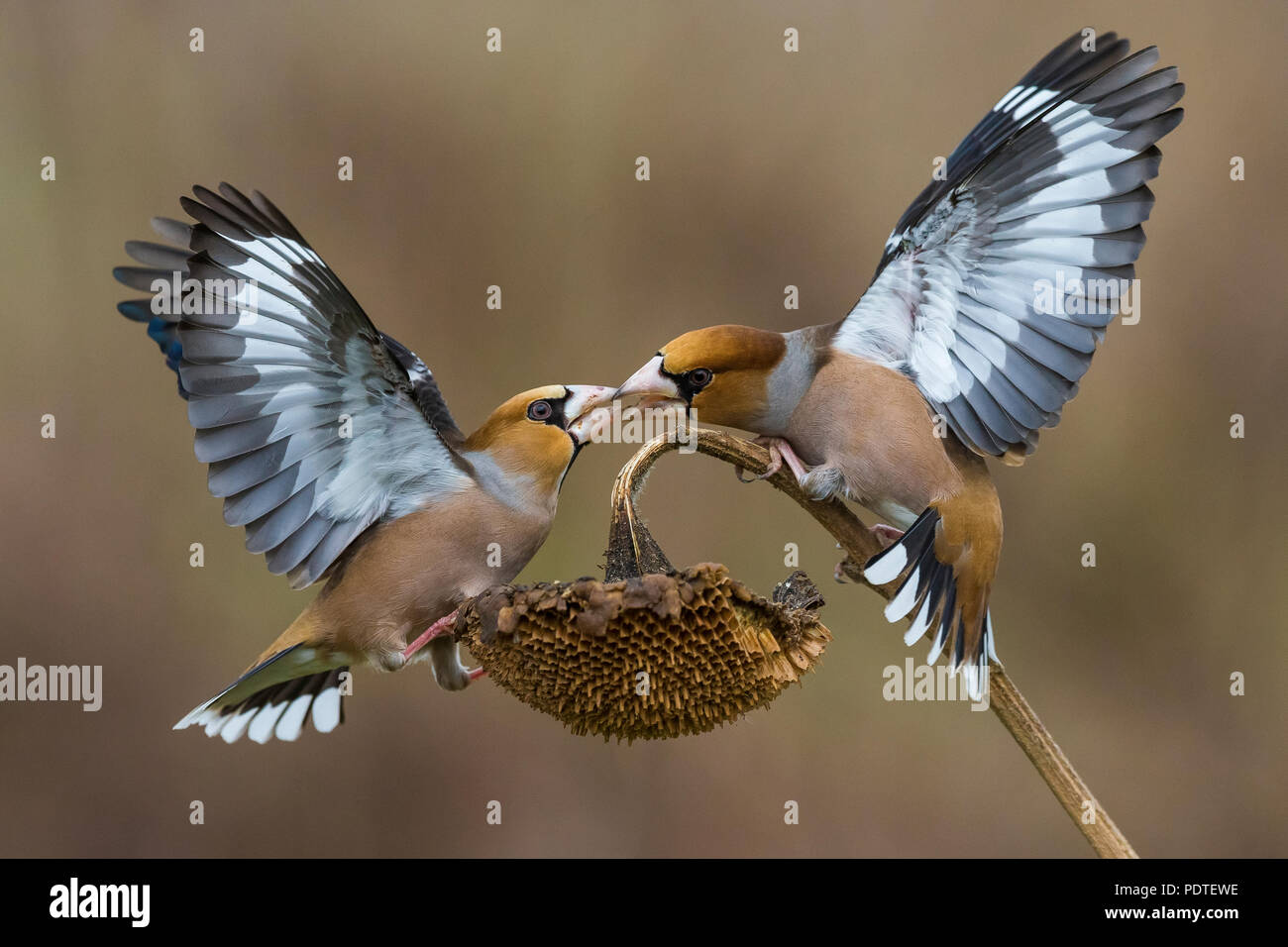 Hawfinch; Coccothraustes coccothraustes Stock Photo