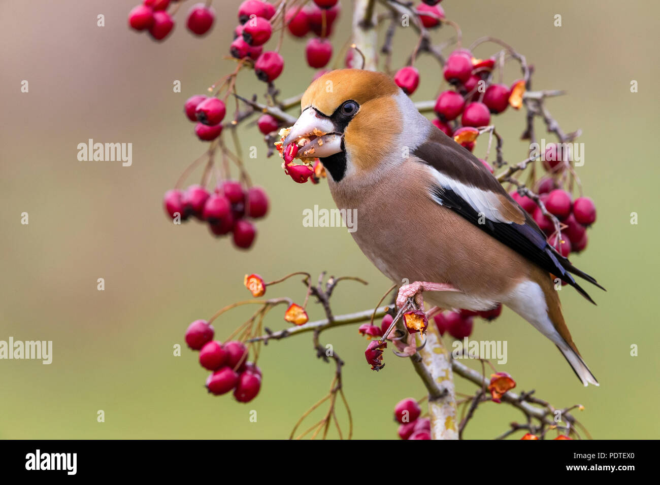 Hawfinch; Coccothraustes coccothraustes Stock Photo