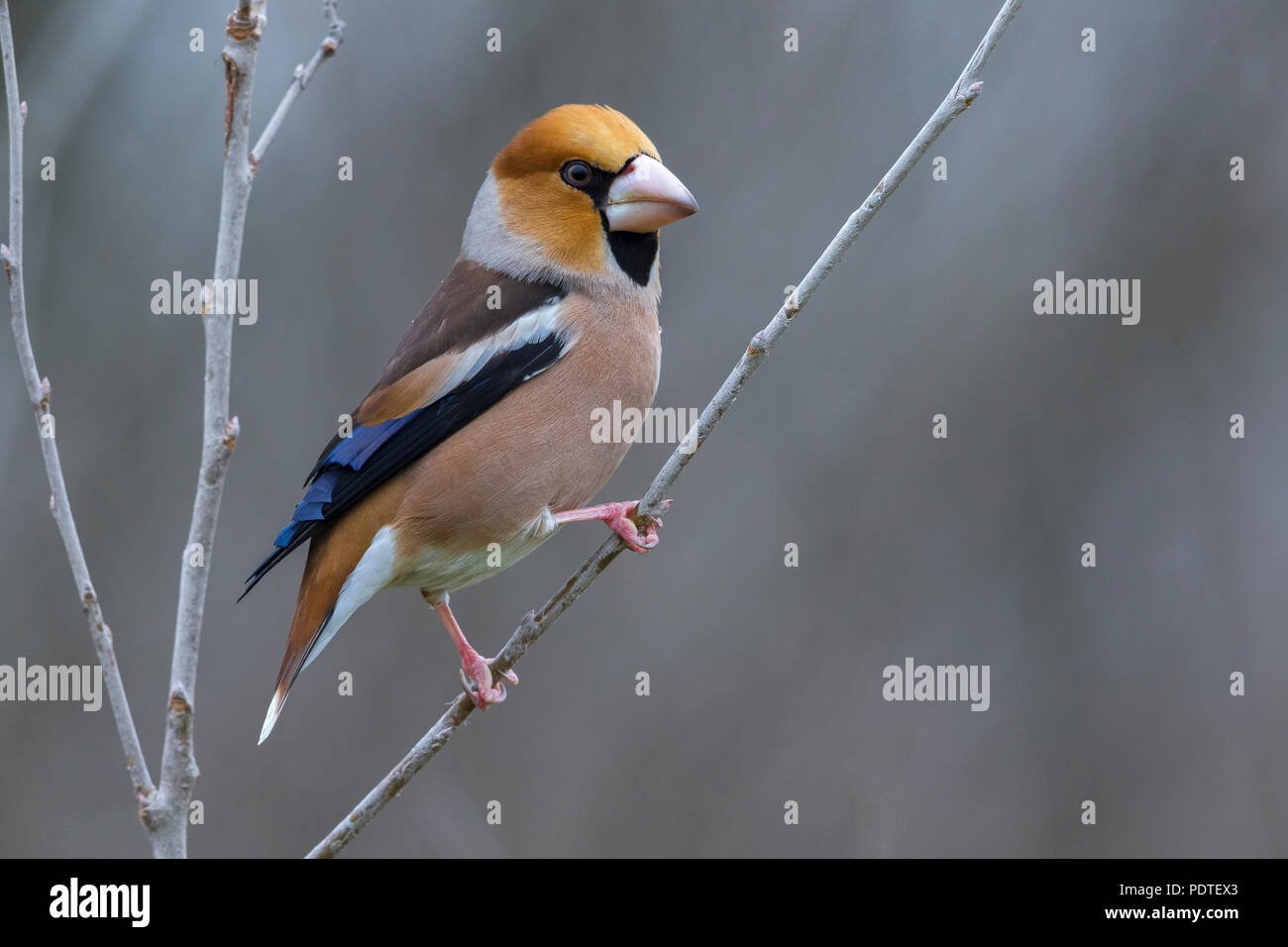 Hawfinch; Coccothraustes coccothraustes Stock Photo