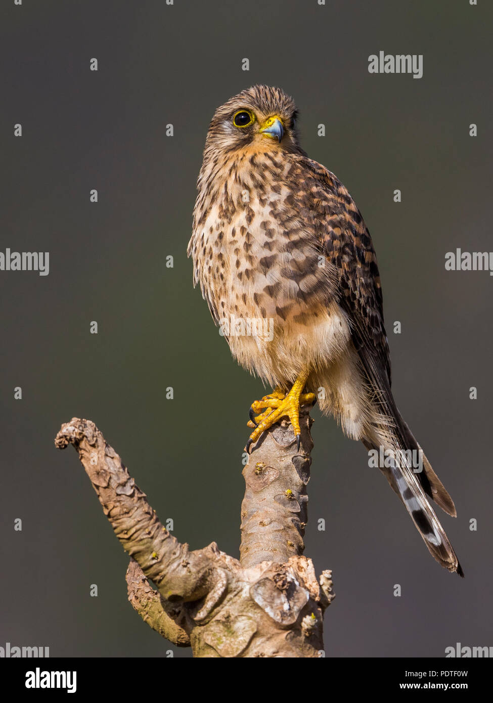 Neglected Kestrel; Falco tinnunculus neglectus Stock Photo