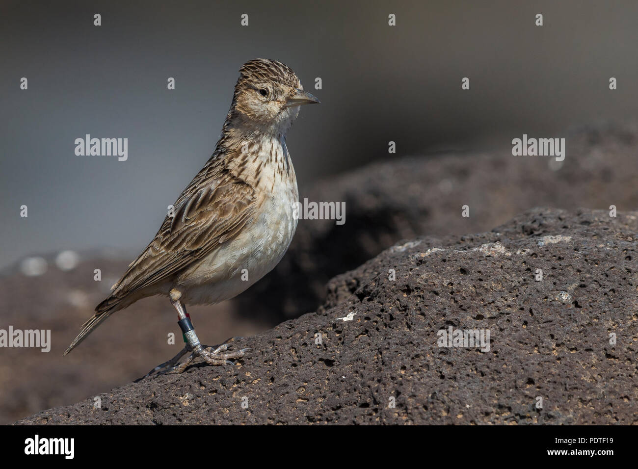 Raso Lark; Alauda razae Stock Photo