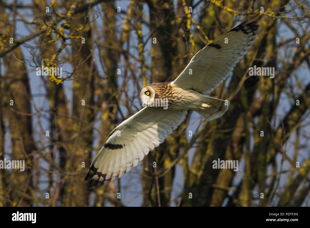 Short-eared Owl; Asio flammeus Stock Photo