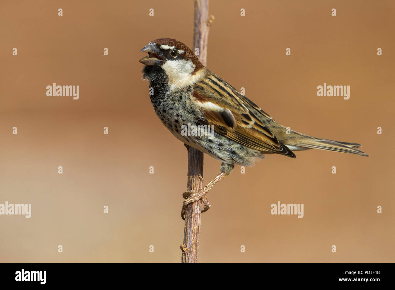 Spanish Sparrow; Passer hispaniolensis Stock Photo
