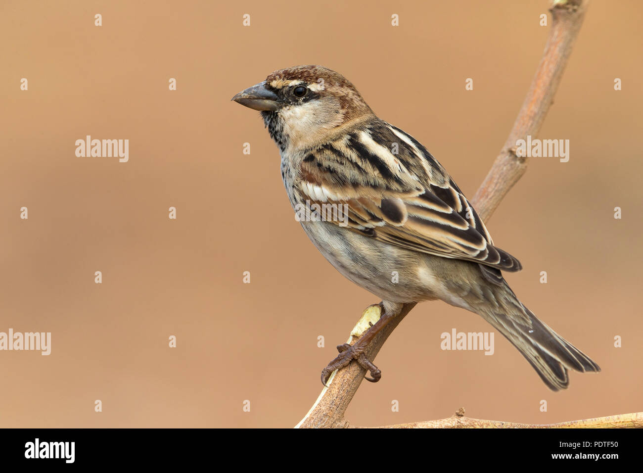 Spanish Sparrow; Passer hispaniolensis Stock Photo