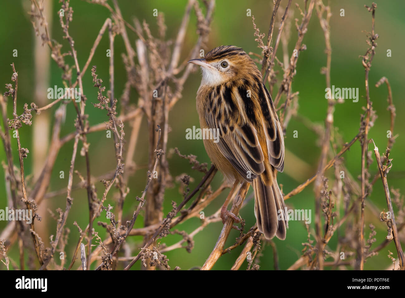 Zitting Cisticola Cisticola Juncidis Stock Photo Alamy zitting-cisticola-cisticola-juncidis-stock-photo-alamy