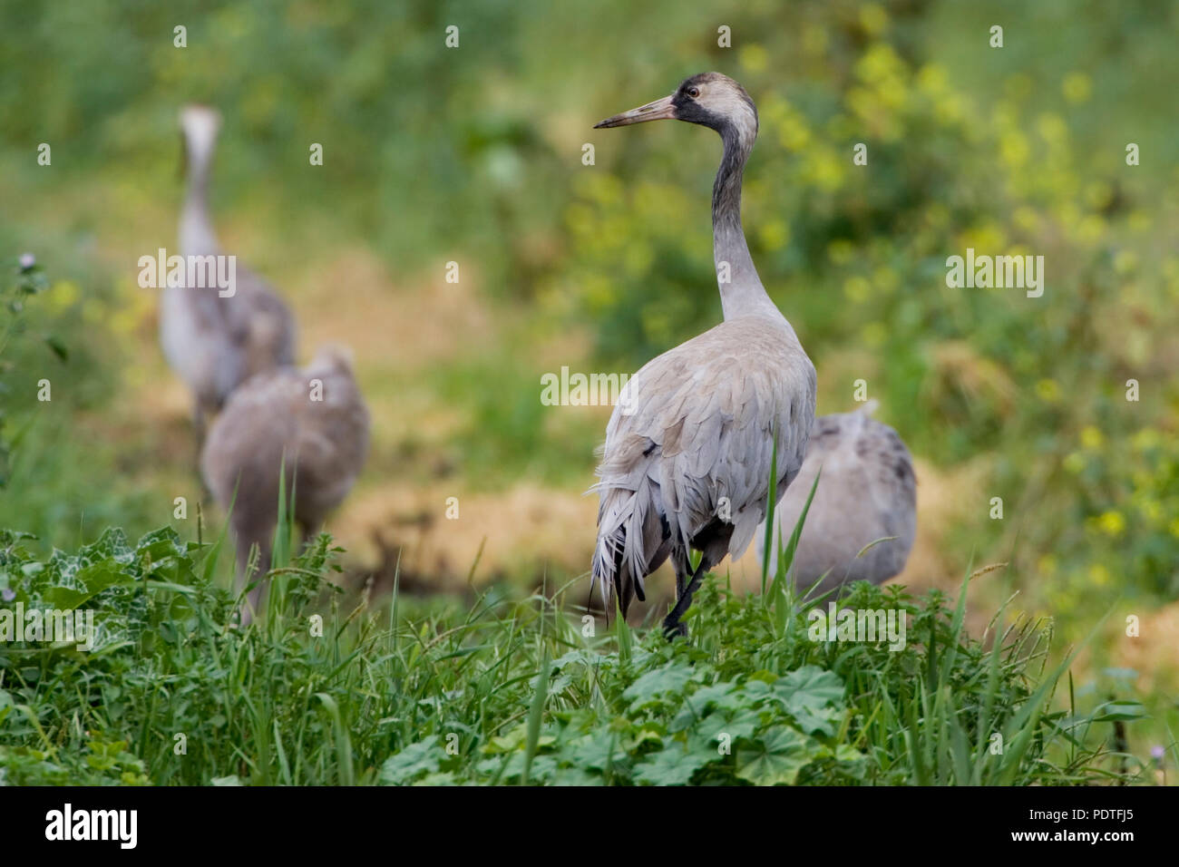 Snakes of israel hires stock photography and images Alamy