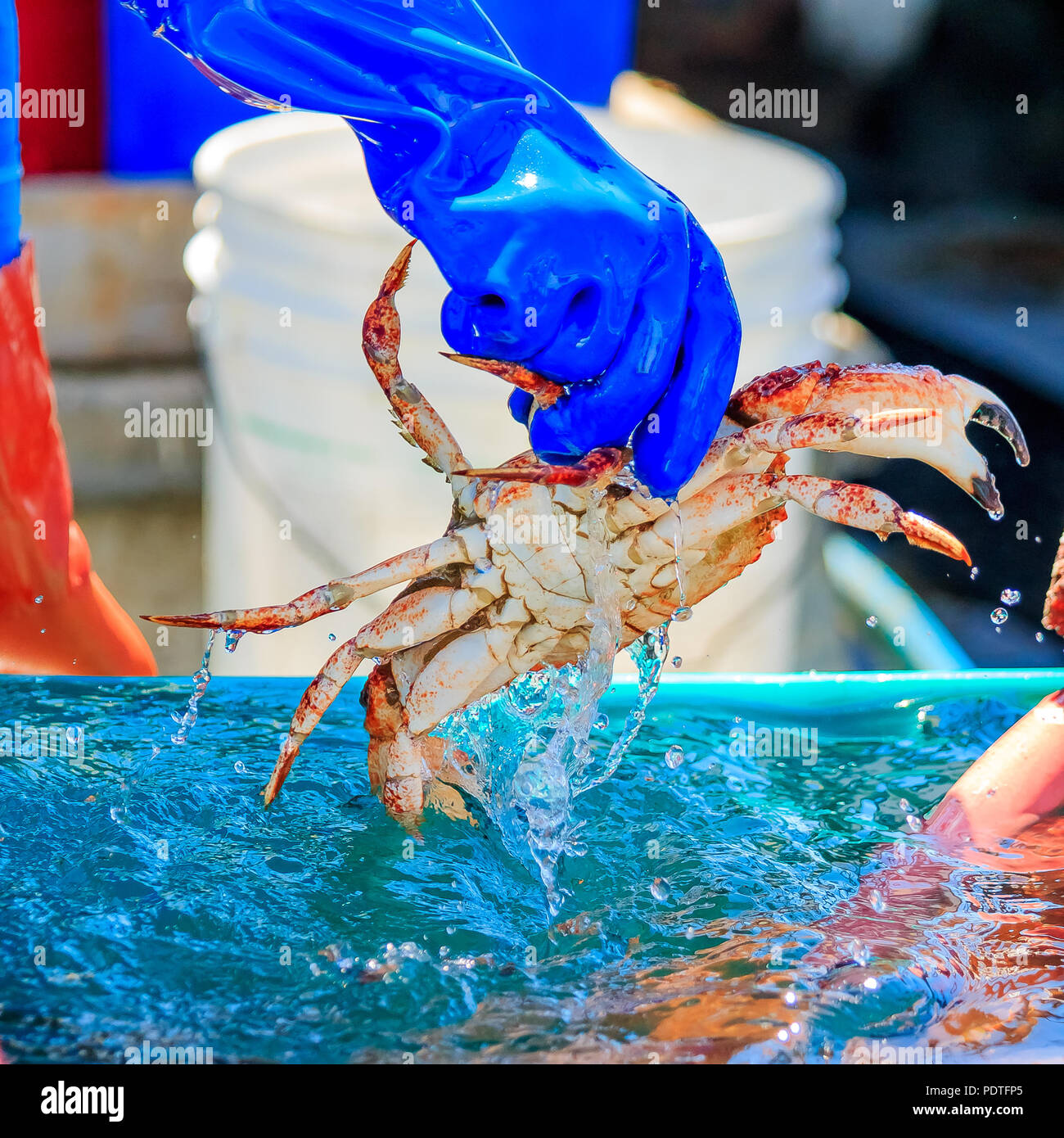 Fresh crab on sale off the boat by the fishing harbor in Half Moon Bay