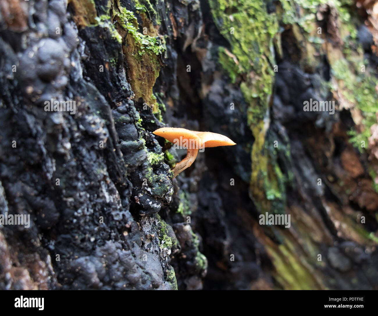 Small orange mushroom growing out of a tree stump Stock Photo - Alamy