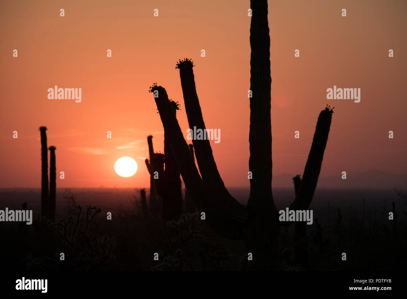 Sunset with bright orange sky and cactus in silhouette. Desert ...