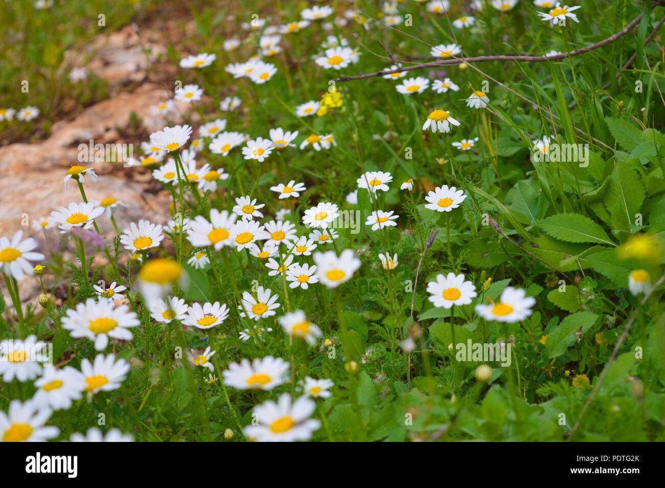 Patch of white flowers Stock Photo - Alamy