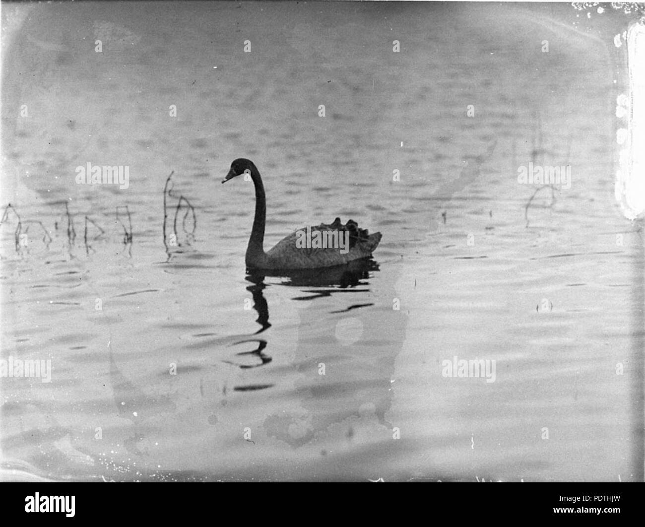 170 SLNSW 6859 Black swan on a lake at Kensington Stock Photo