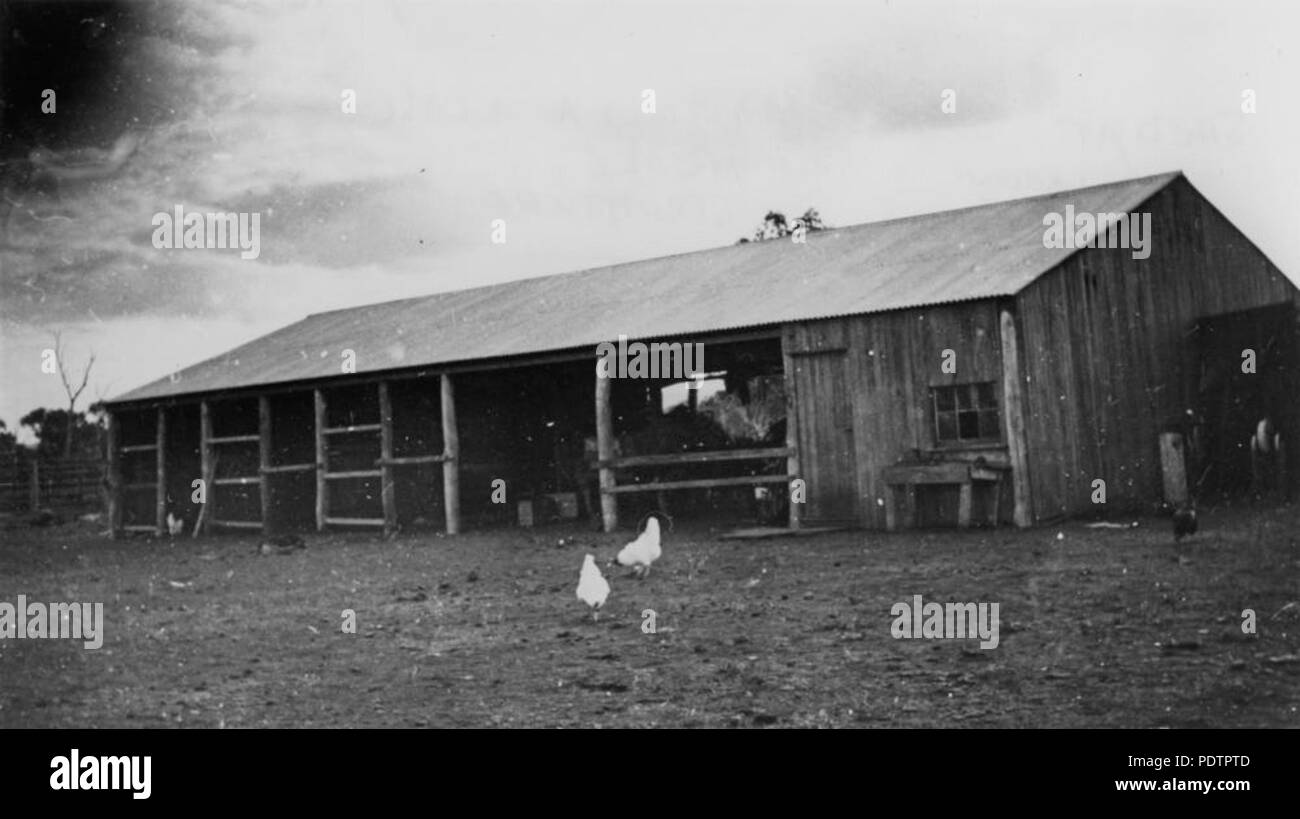 200 StateLibQld 1 102505 Chickens outside a shed at Mostyndale Farm, Springsure, ca. 1917 Stock Photo