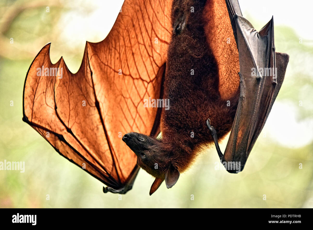 Bats of the genus Pteropus are among the largest bats in the world