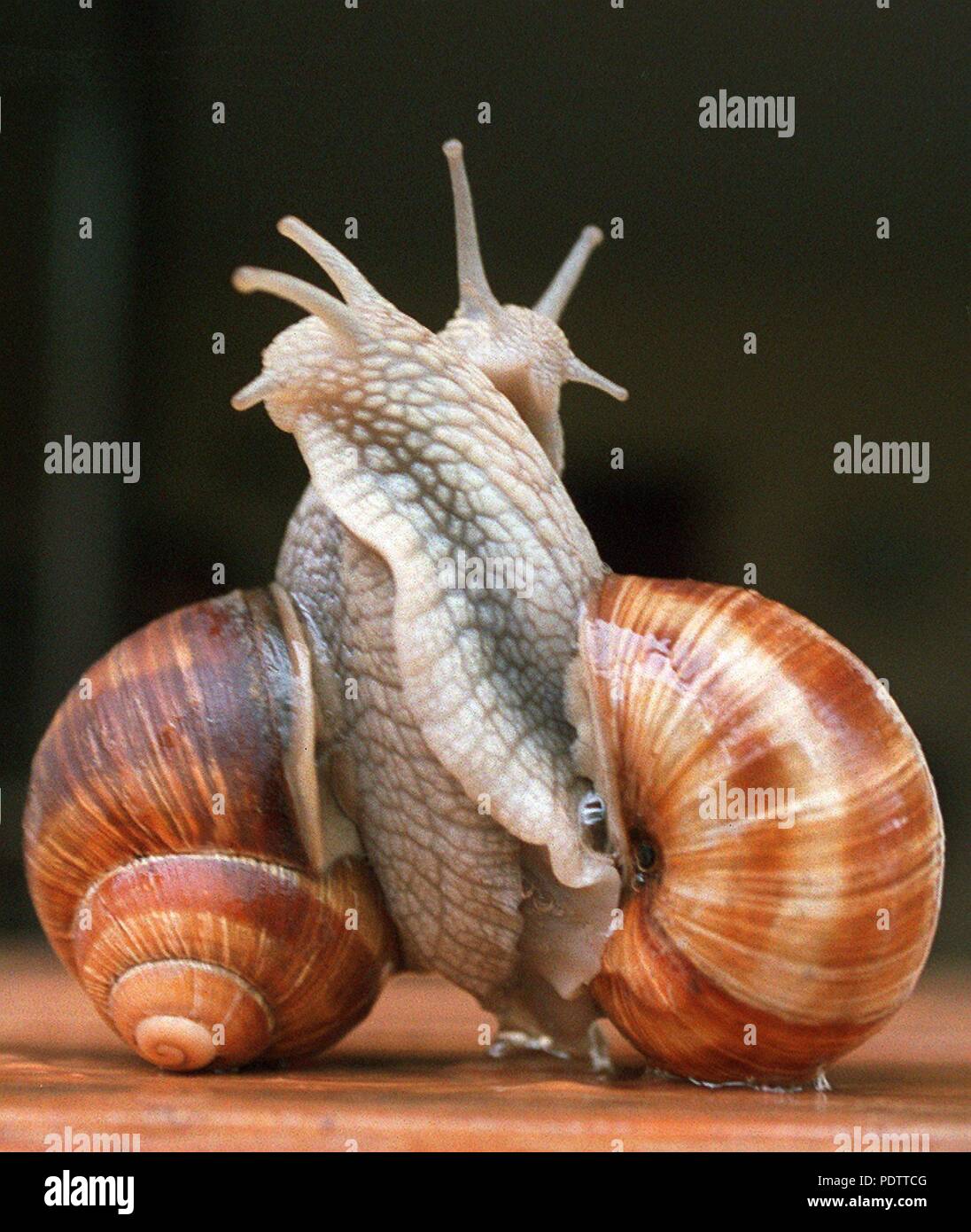 Two Roman snails in Endingen, Germany, in 1997. | usage worldwide Stock