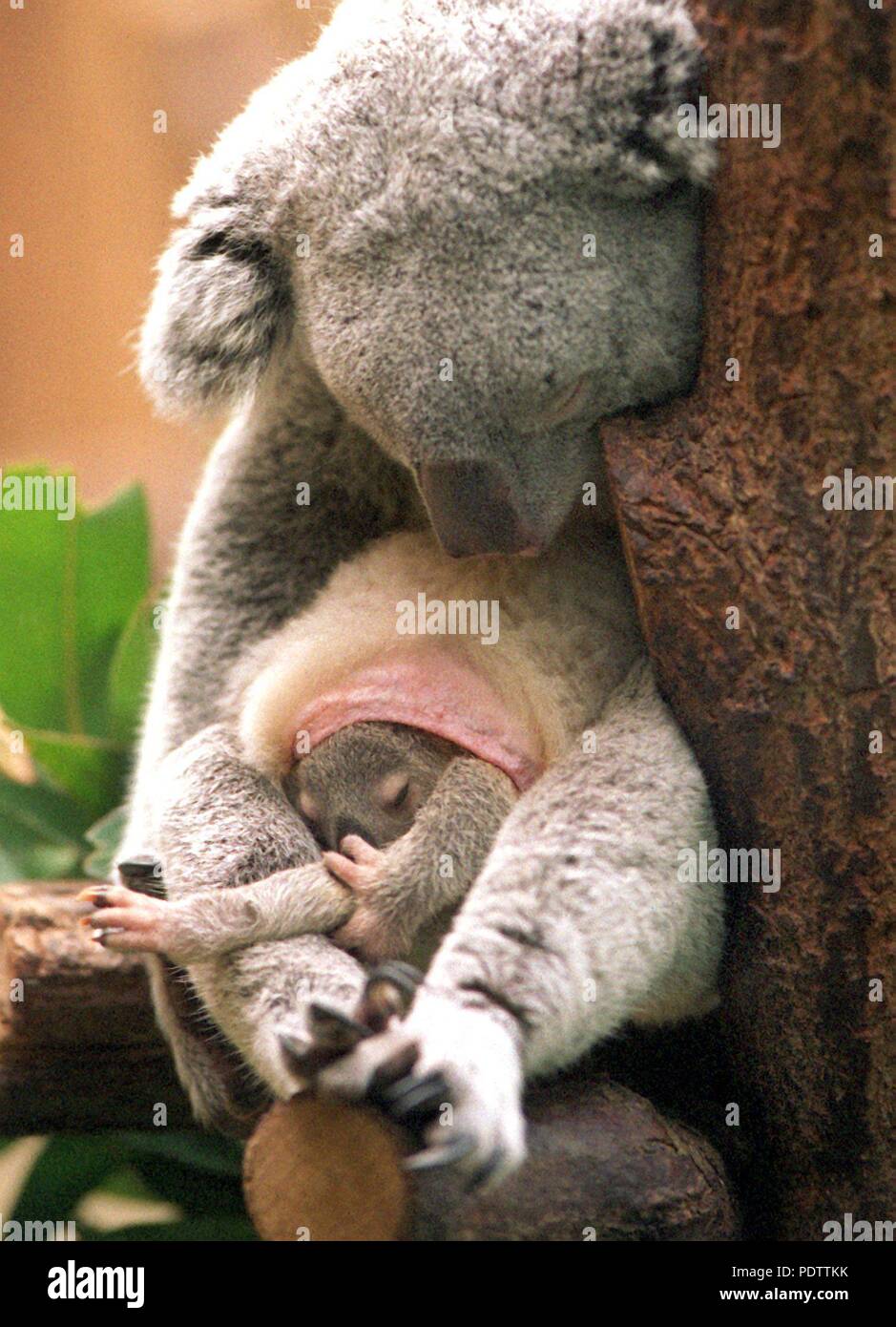 A baby koala in the pouch of its mother "Yuri" at Duisburg Zoo on 16 December 1998. | usage worldwide Stock Photo