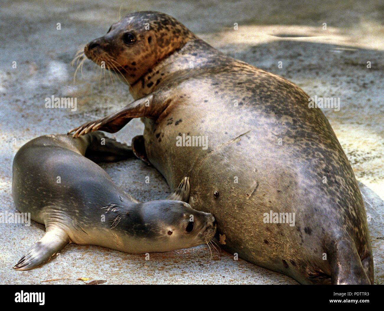 A roughly 1-week-old baby seal drinking milk from its mother 'Rita' at Nordhorn Tierpark on 2 August 1999.  | usage worldwide Stock Photo