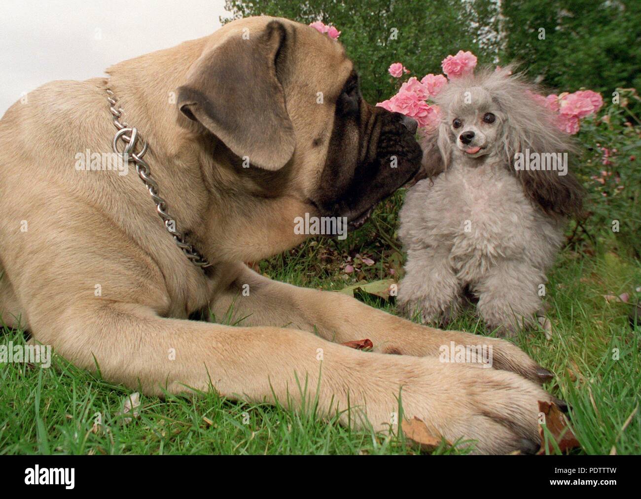 Lucy the toy poodle with Quintus the mastiff in Dortmund, Germany, on 14  October 1997. | usage worldwide Stock Photo - Alamy