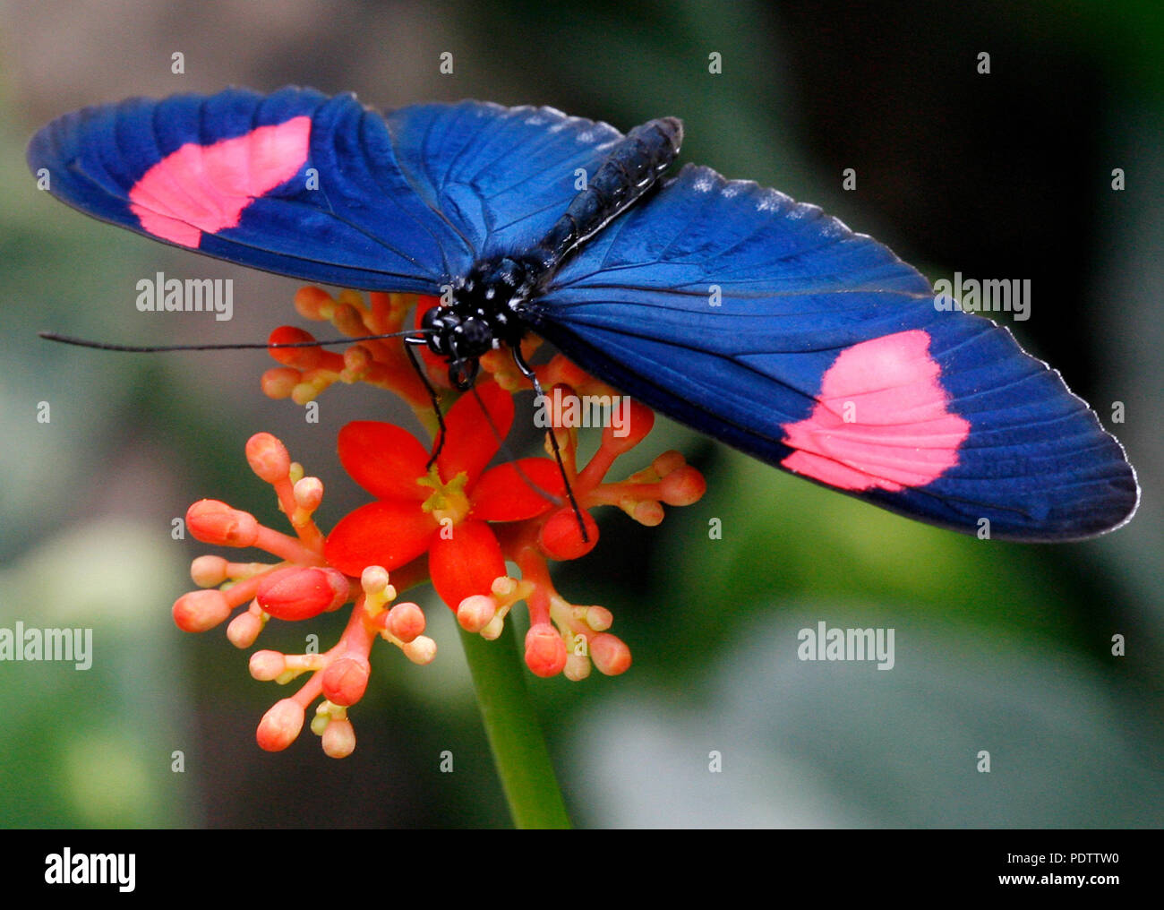 A Tropical Butterfly Sucks Nectar From A Flower At The Garten Der