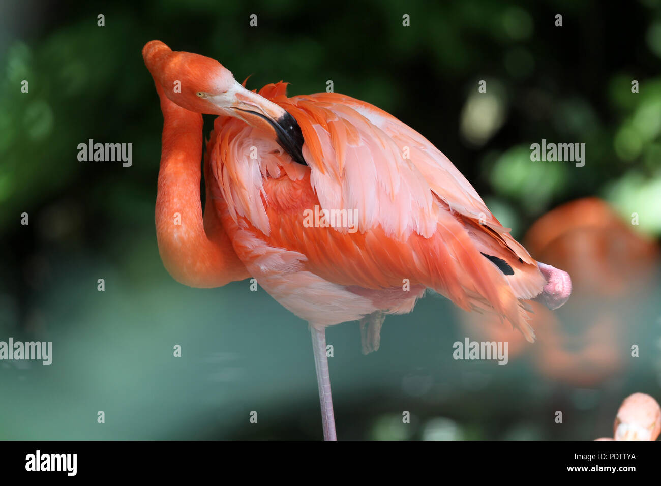 A flamingo at Tierpark Hellabrunn zoo in Munich, Germany, 15 July 2015.   | usage worldwide Stock Photo