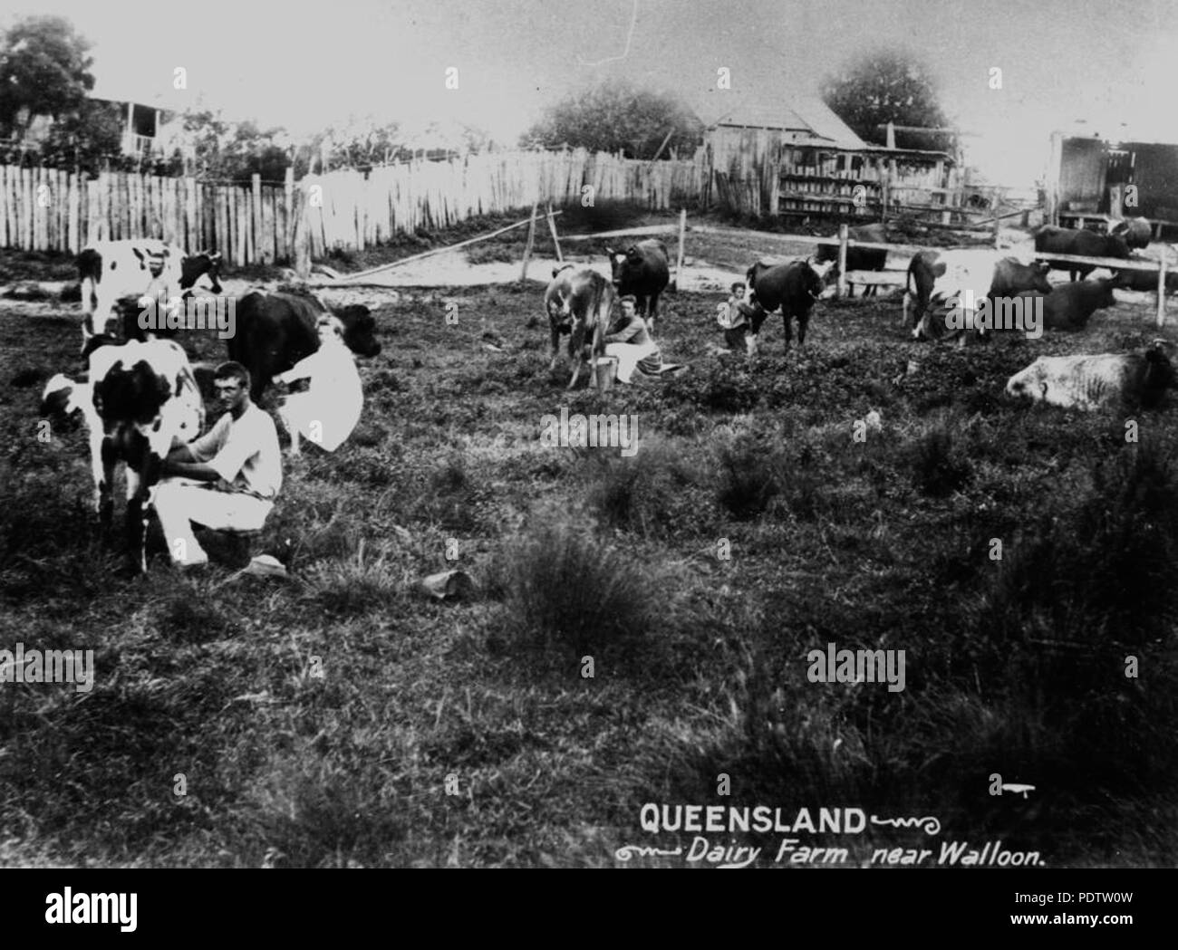 Dairy farm farms farming Black and White Stock Photos & Images - Alamy