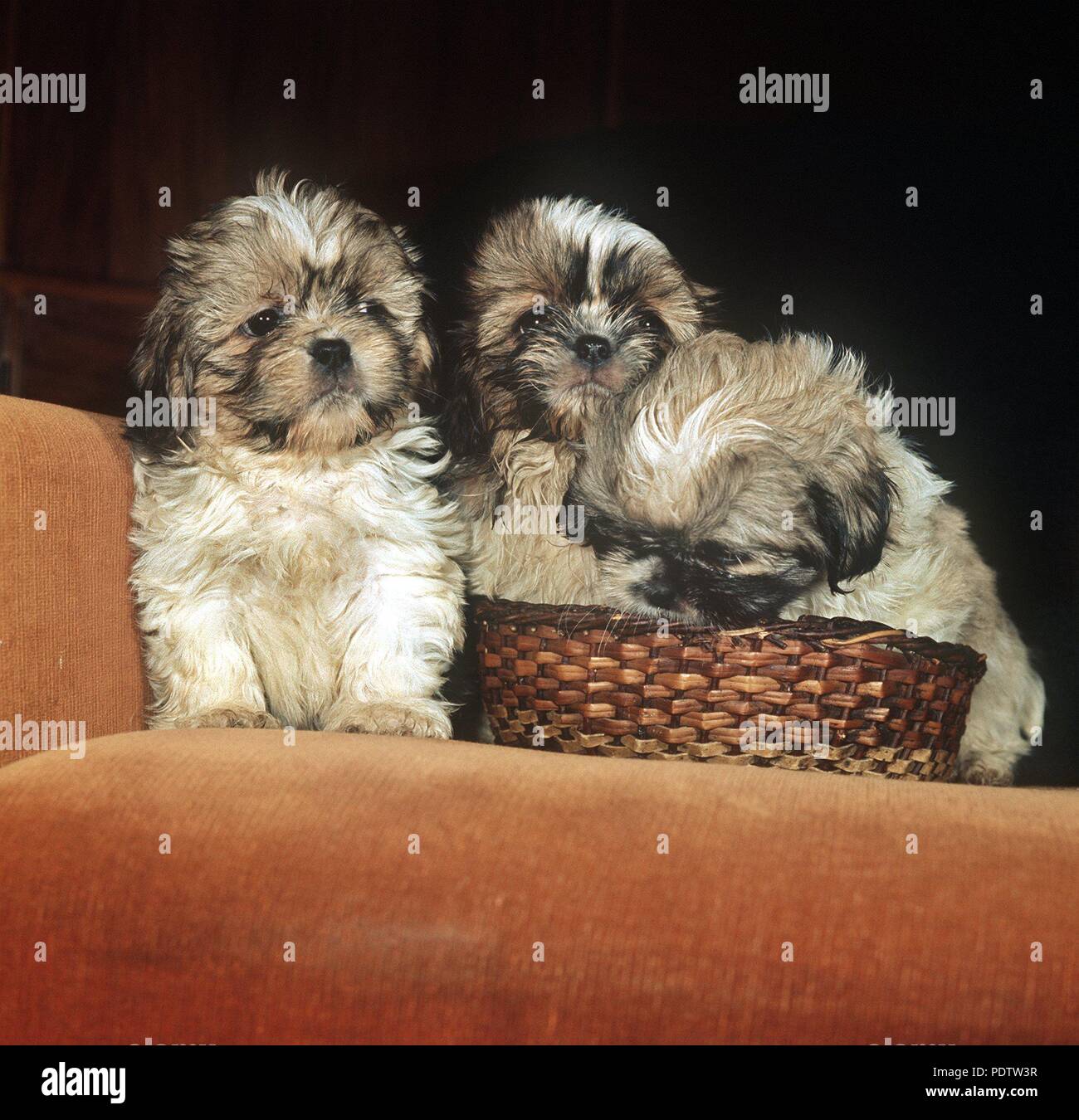 Three, 8weekold Shih Tzu puppies, undated picture. usage worldwide