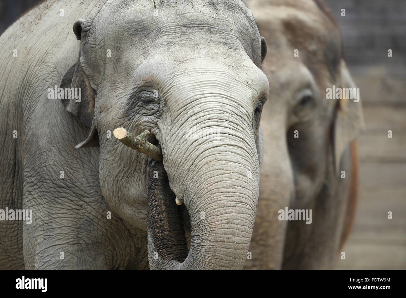 An elephant eating a branch at Tierpark Hellabrunn zoo in Munich, Germany, 15 July 2015.   | usage worldwide Stock Photo