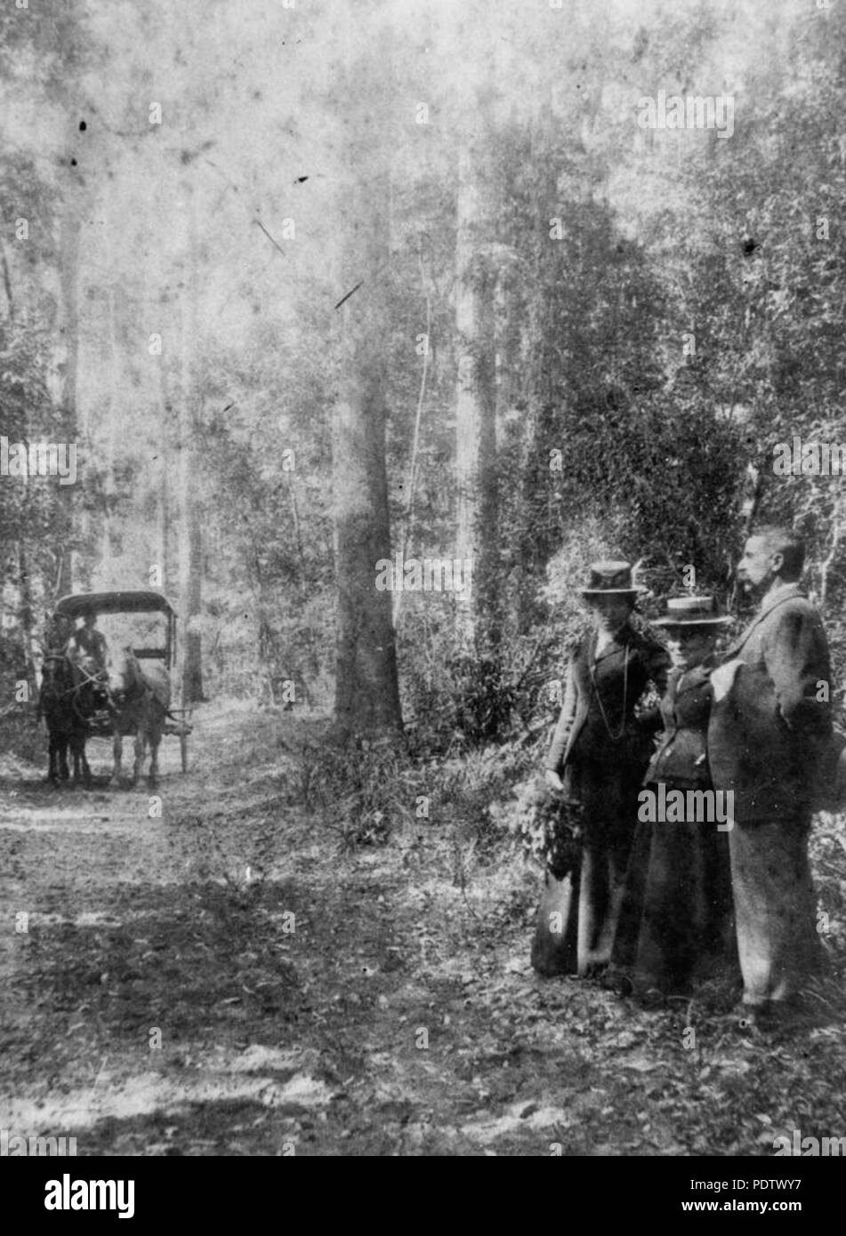 211 StateLibQld 1 119556 On the track to Mount Tamborine, ca. 1900
