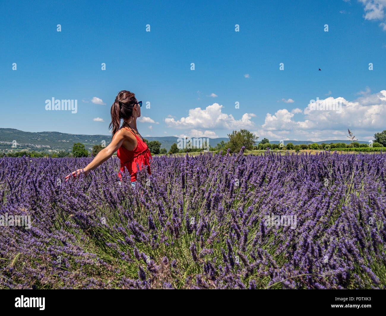 Full blooming of lavender field in Provence, South of France Stock Photo