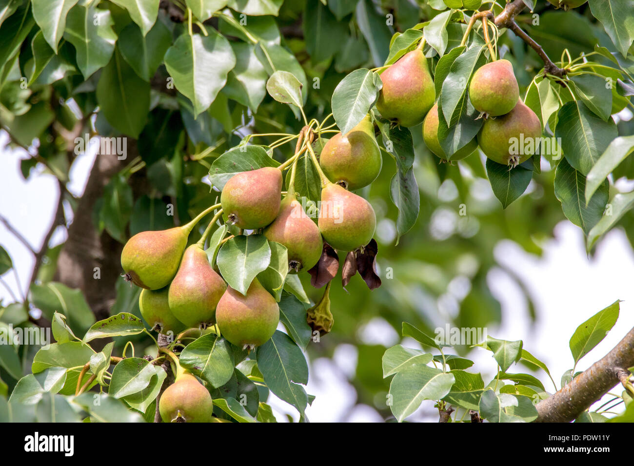 an image of a ripening red pear on a tree in the garden Stock Photo