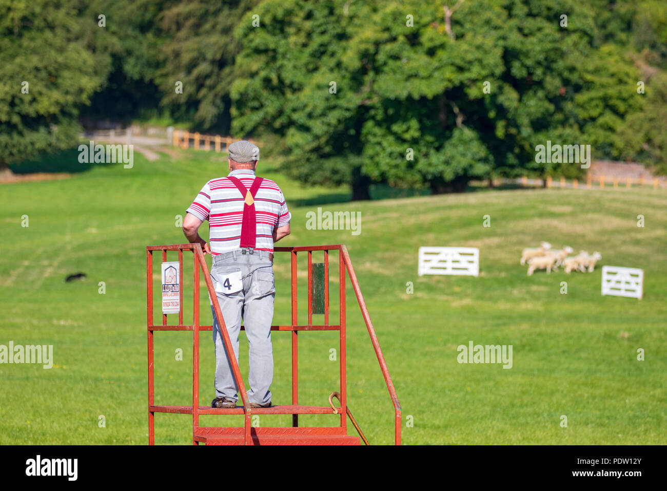 A sheep herder commaning his sheep dog during the National sheep dog trials in Nannerch Stock Photo