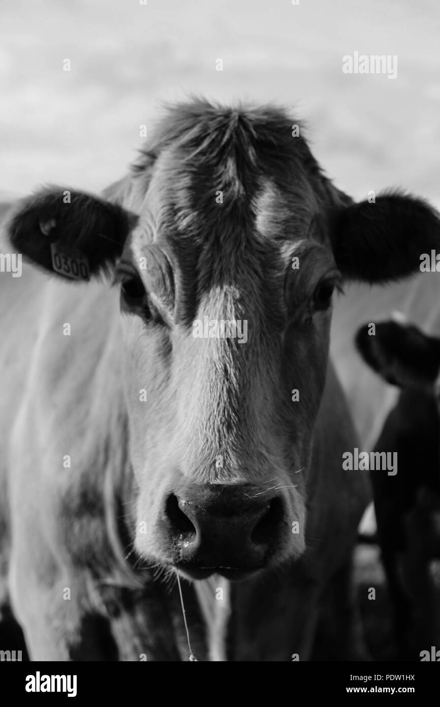 Farm cows grazing beef farming livestock Black and White Stock Photos ...