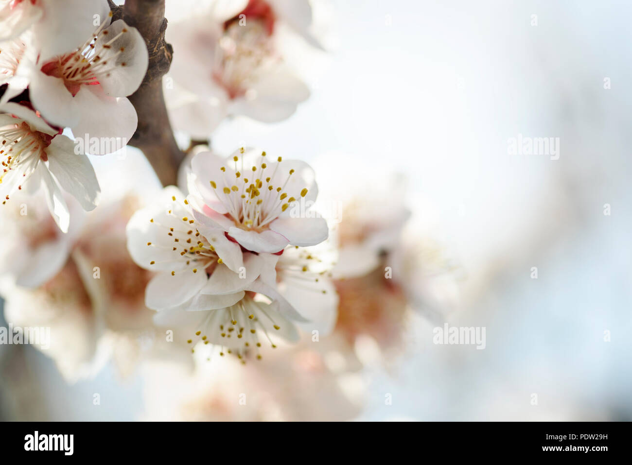 Japanese art cherry blossom hi-res stock photography and images - Alamy