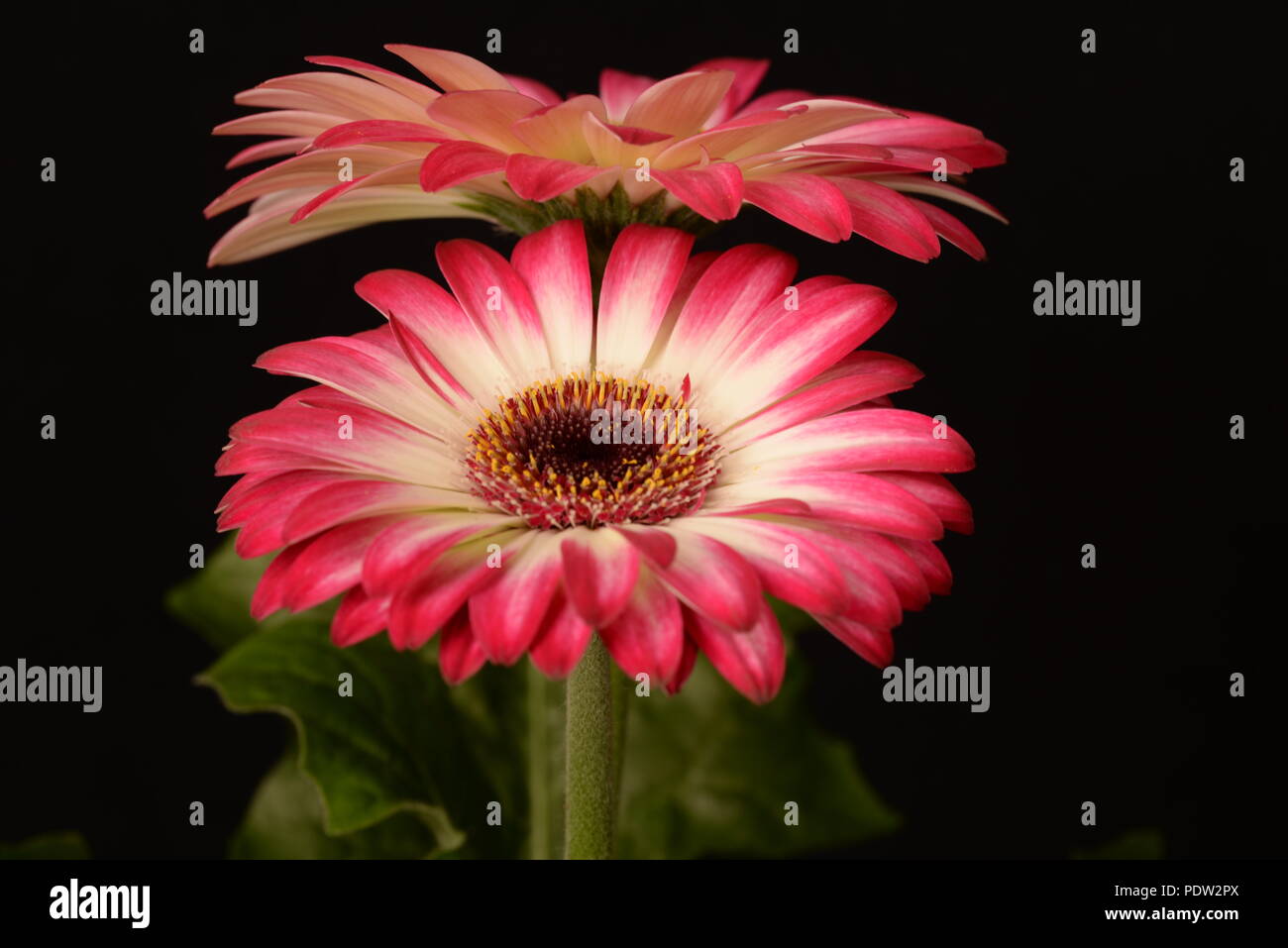 Gerbera two flowers hi-res stock photography and images - Alamy
