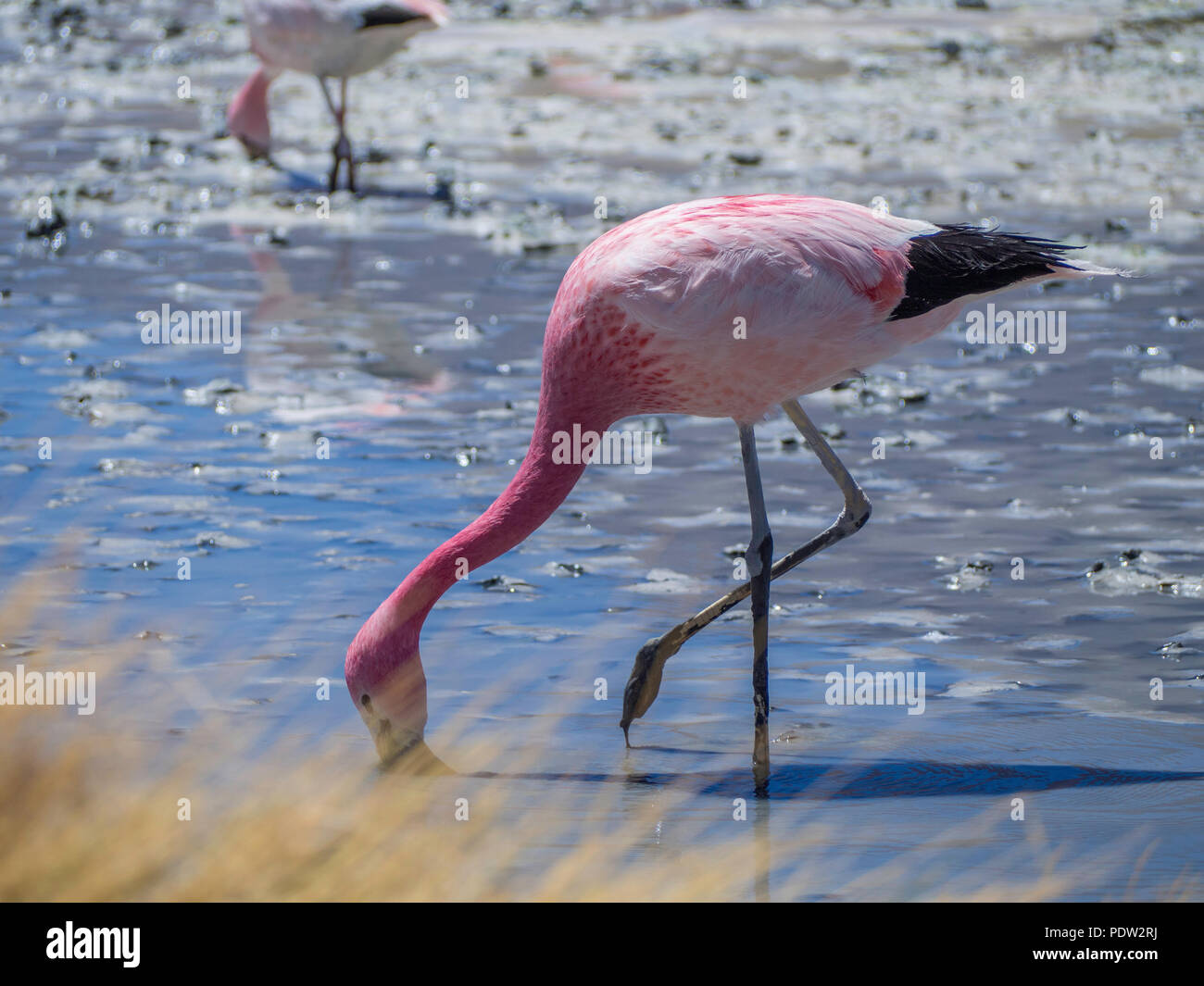 Pink Flamingo feeding in the lake Stock Photo