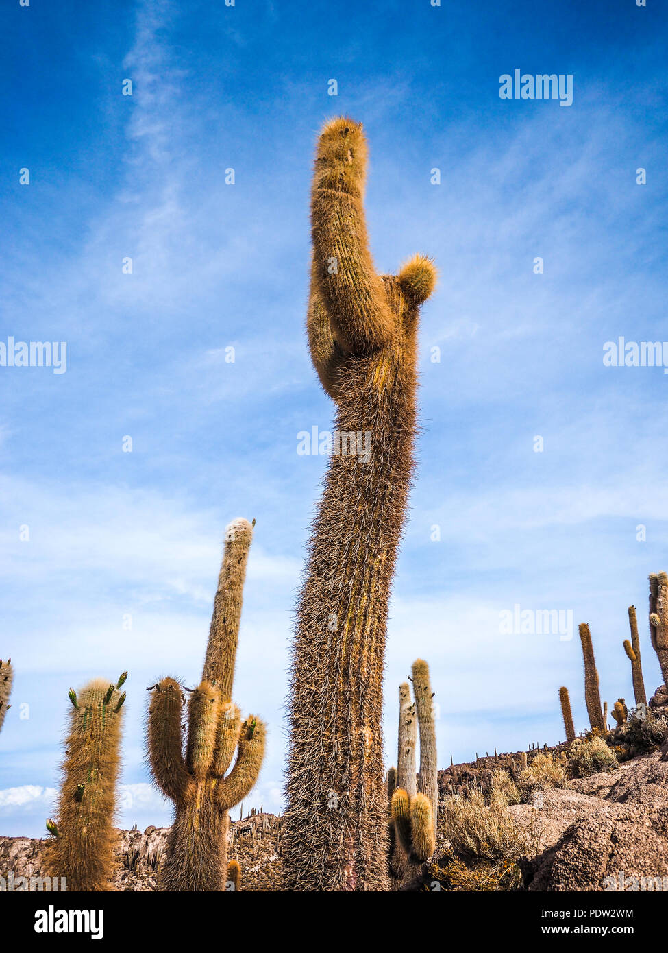 Giant cactus seen in Cactus Island Isla Incahuasi Uyuni Bolivia Stock Photo