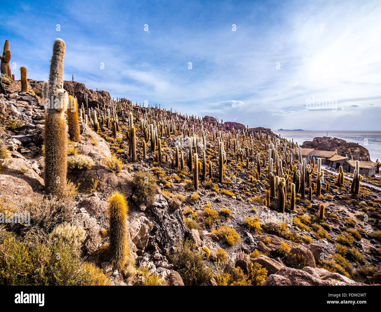 Panoramic scenery of Cactus Island Isla Incahuasi Uyuni Bolivia Stock Photo