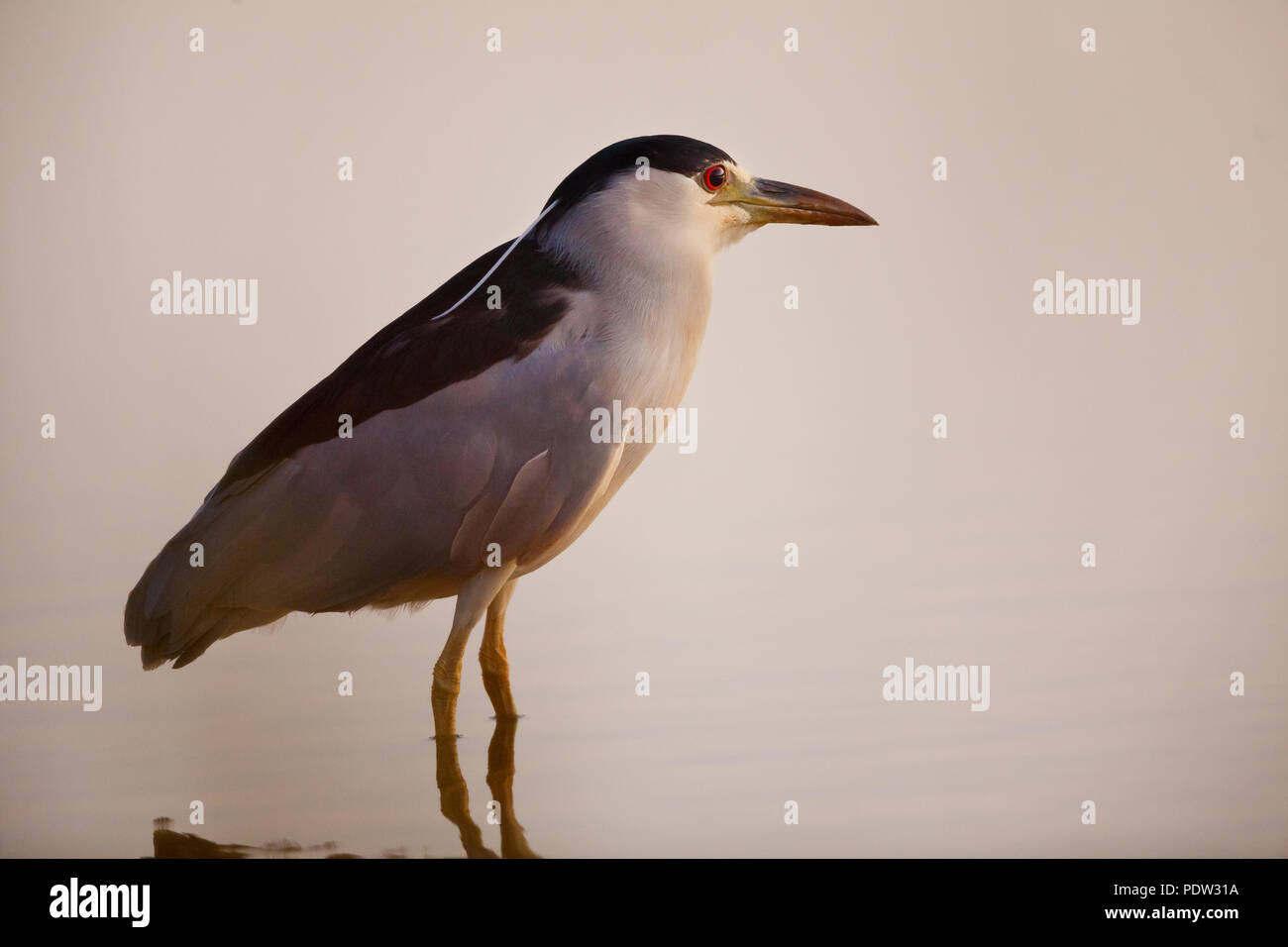 Black-crowned Night-heron, Nycticorax nycticorax, in a pond in Sarigua National Park, Herrera province, Republic of Panama. Stock Photo