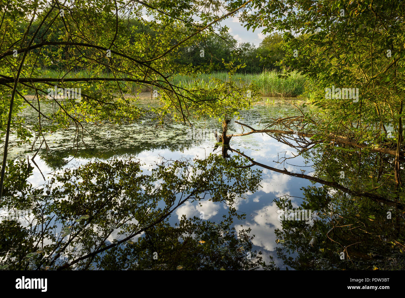Pond at Westhay Moor Natural Nature Reserve in the Somerset Levels. Stock Photo