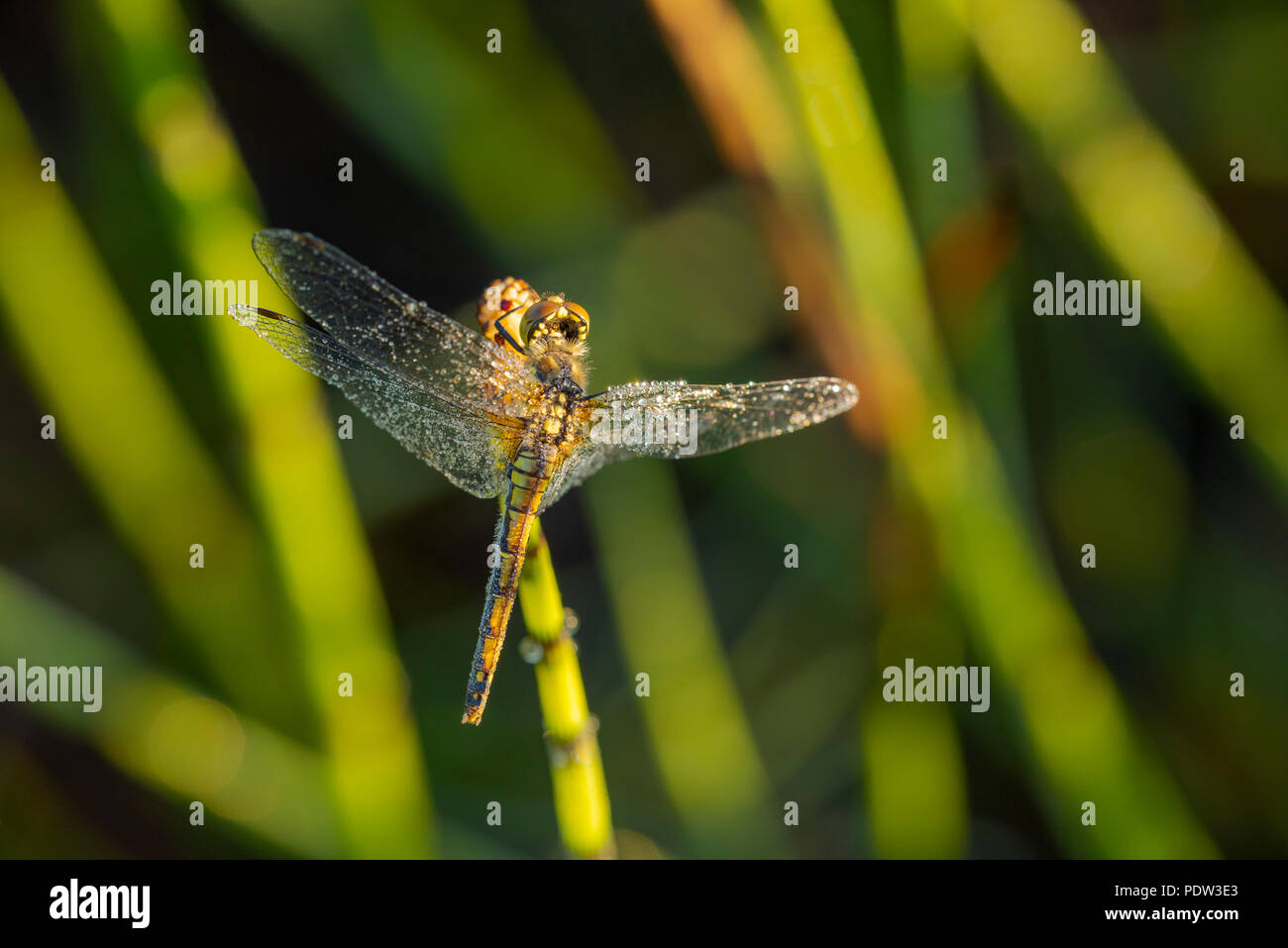 Black Darter (female) dragonfly (Sympetrum danae) perched on Water Horsetail (Equisetum fluviatile) drying overnight dew in the morning sun. Stock Photo
