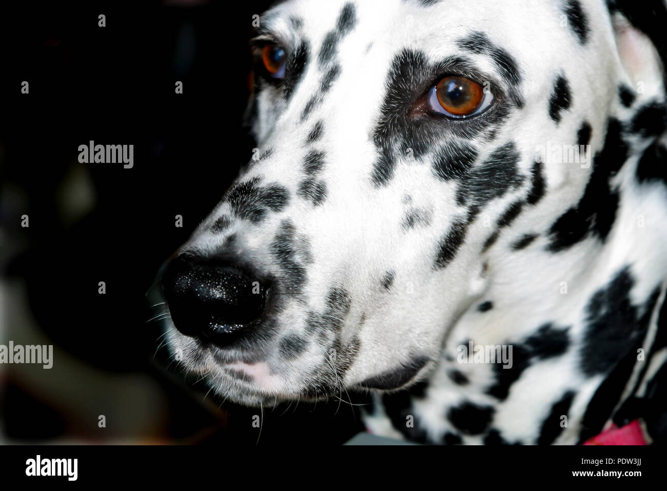 Dalmatian dog best sale short haired