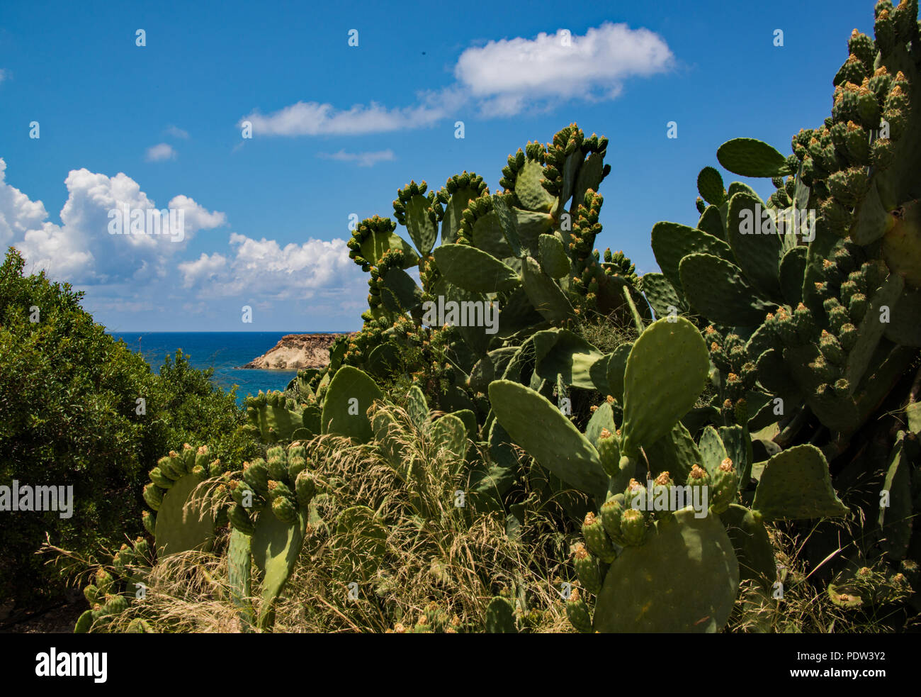 Opuntia 'Indian Fig' Stock Photo