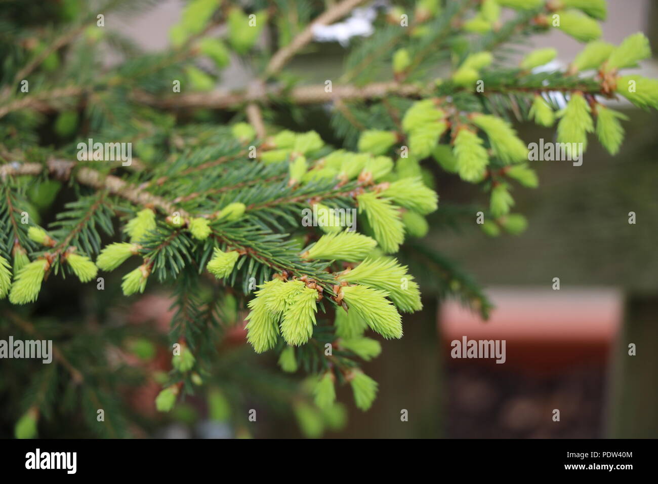 New Growth on Pine Tree, Bright New Pine Needles on Christmas Tree. Stock Photo