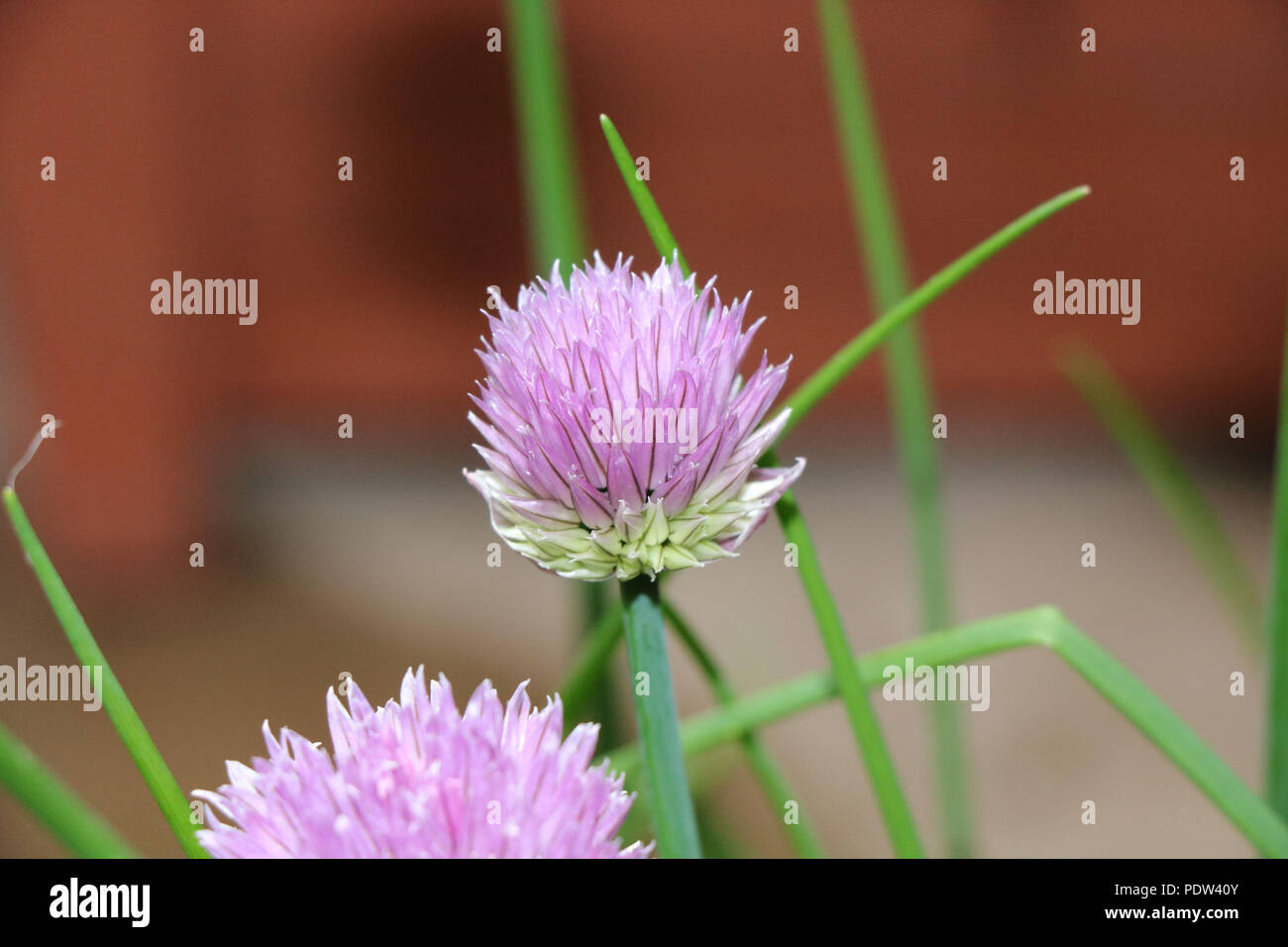 Chive Flower, Purple Flower of the Chive Plant, the Flower and Leaves of the chives are edible. Stock Photo