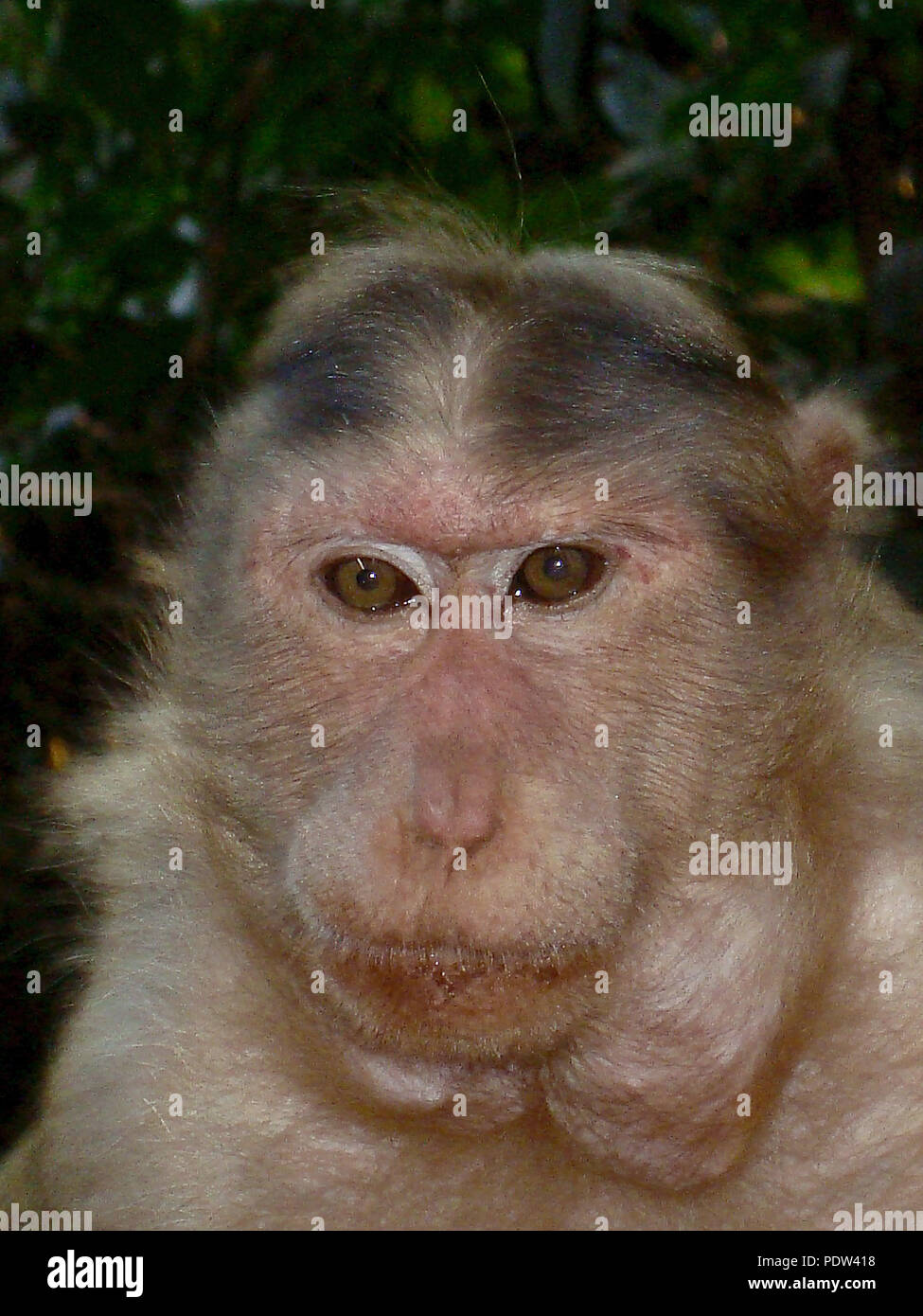 Monkey with its mouth stuffed with food Stock Photo Alamy