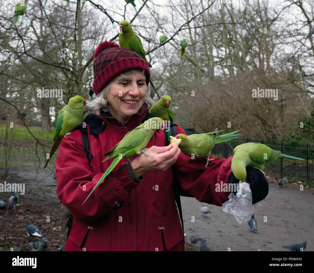 A lady with wild parakeets on her head, shoulders & arms smiles as she